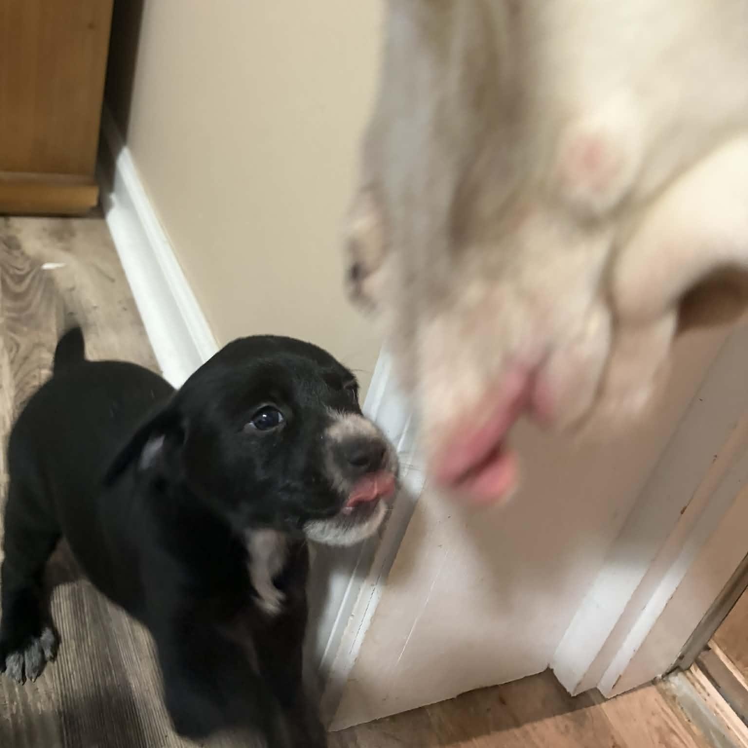 Enlarge Chloe, an adopted mixed breed in Washington, PA image 3/6