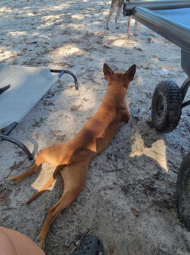 Enlarge Red Dog, a Adoptable mixed breed in Waynesville, GA image 1/6
