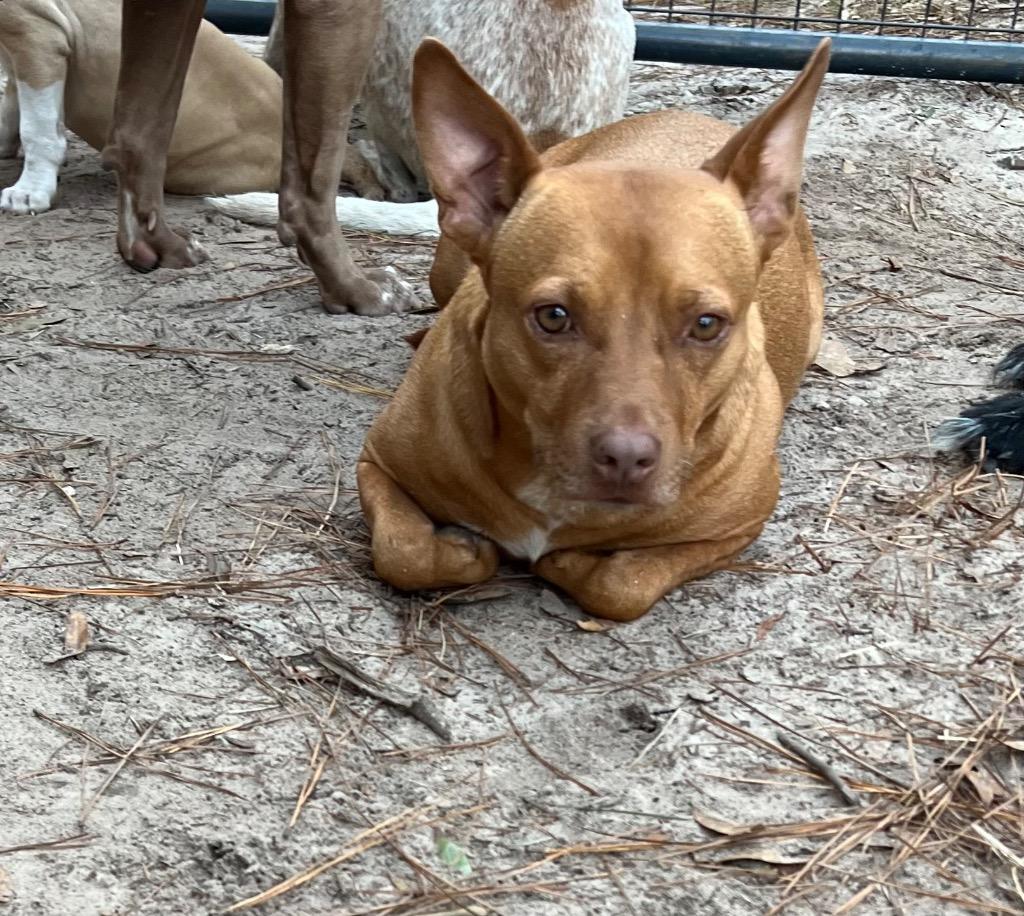 Enlarge Red Dog, a Adoptable mixed breed in Waynesville, GA image 1/6