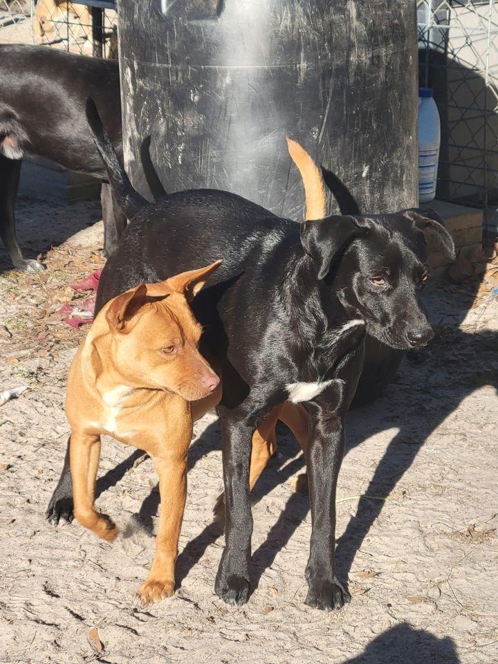 Enlarge Red Dog, a Adoptable mixed breed in Waynesville, GA image 3/6