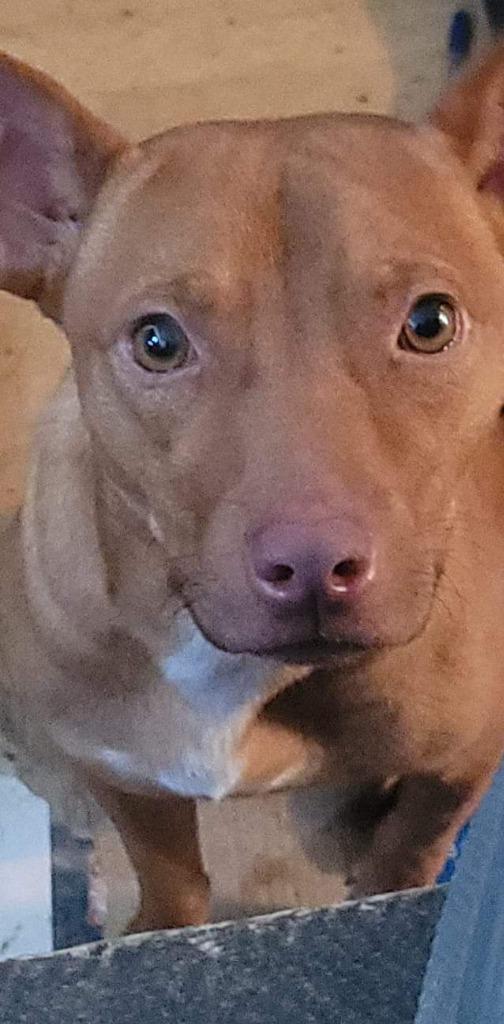 Enlarge Red Dog, a Adoptable mixed breed in Waynesville, GA image 3/6