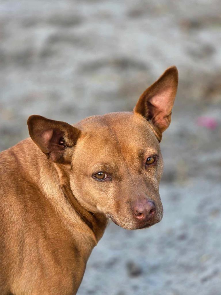Enlarge Red Dog, a Adoptable mixed breed in Waynesville, GA image 5/6