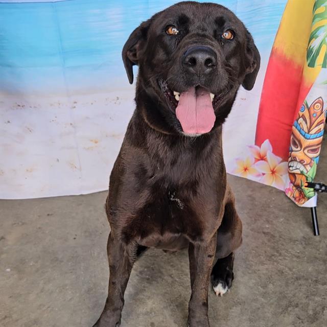 Enlarge REX, a Adoptable mixed breed in Wylie, TX image 1/1