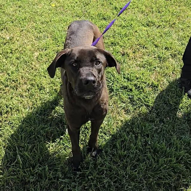 Enlarge REX, a Adoptable mixed breed in Wylie, TX image 1/1