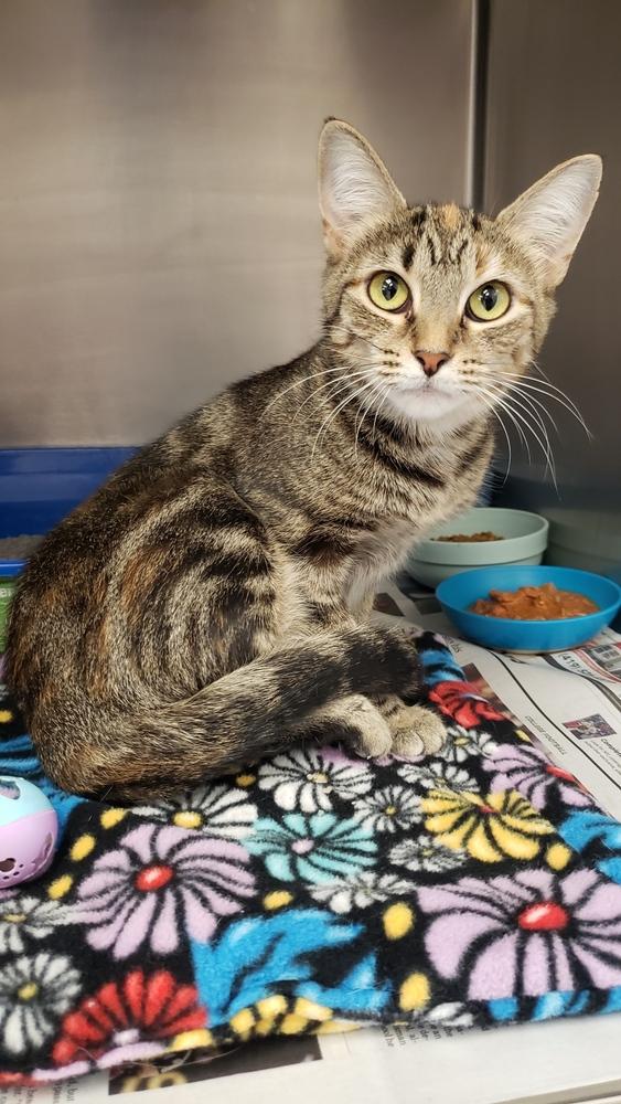 Enlarge Maple, a Adoptable Domestic Short Hair in Mansfield, OH image 1/1