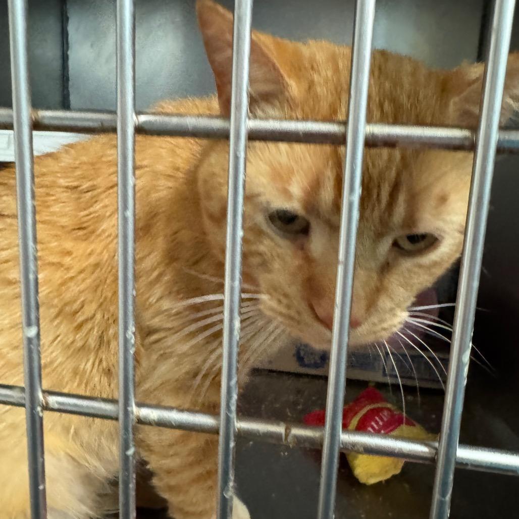 FRA Ginger Tea, a Adoptable Domestic Short Hair in Abingdon, MD image 1/3