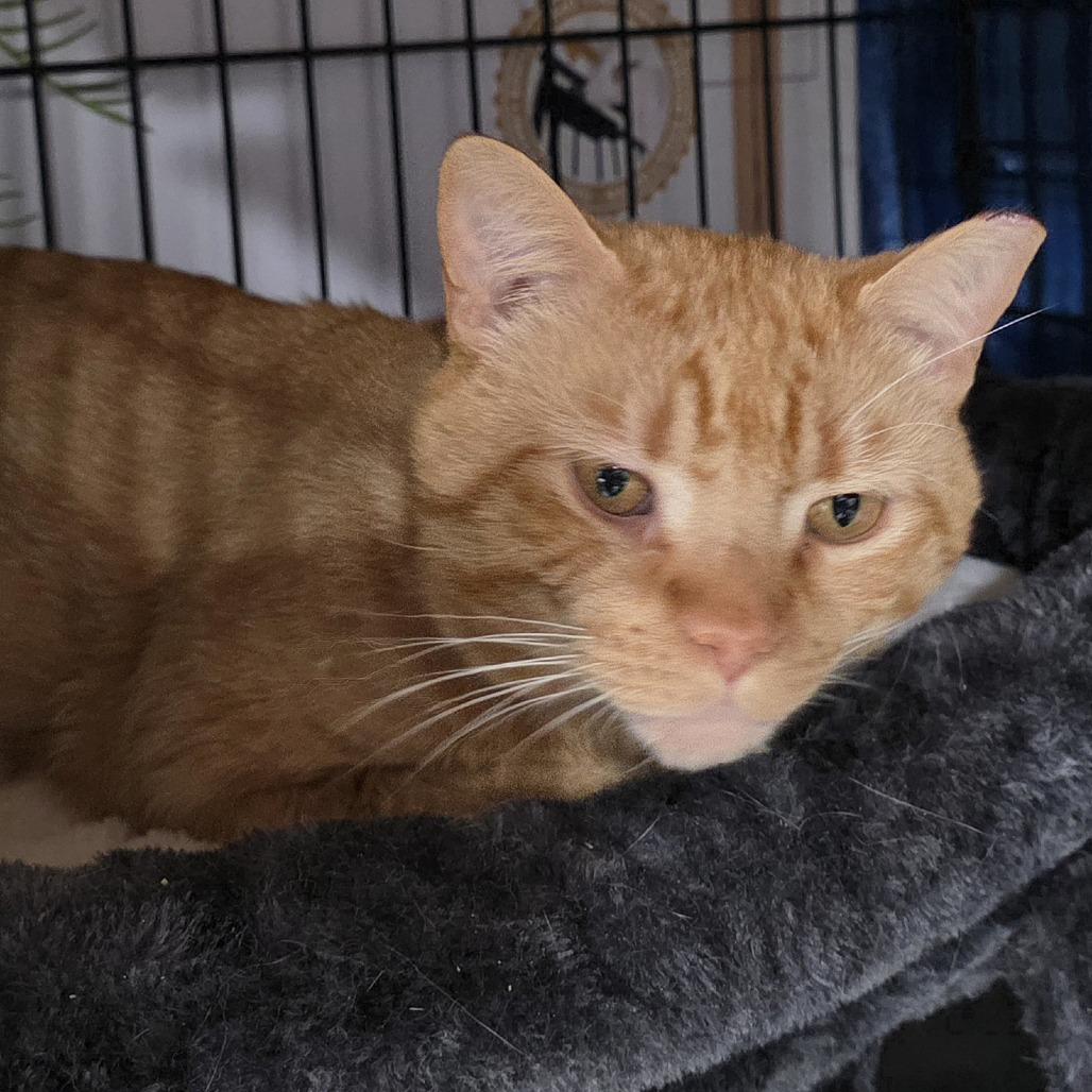 FRA Ginger Tea, a Adoptable Domestic Short Hair in Abingdon, MD image 2/3