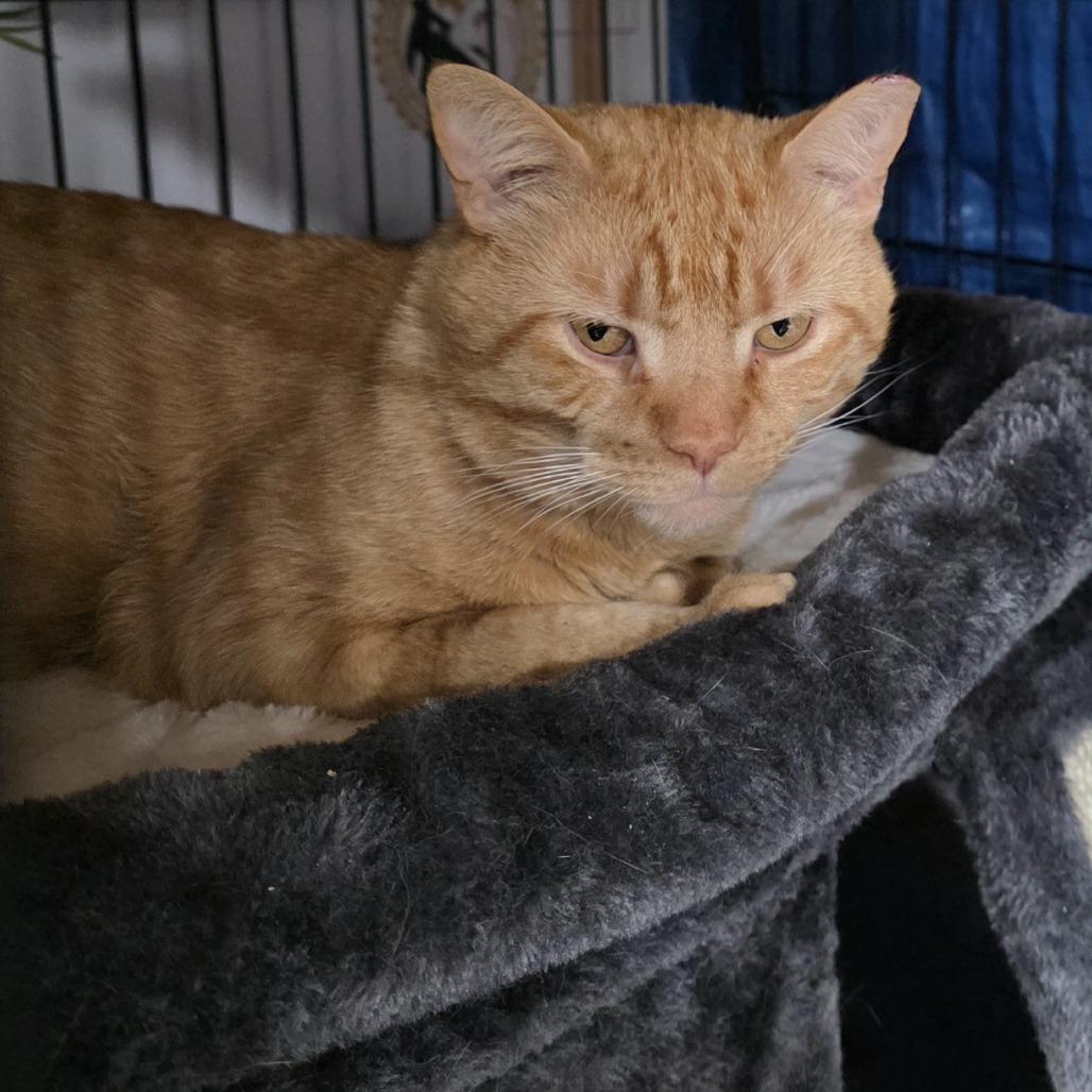 FRA Ginger Tea, a Adoptable Domestic Short Hair in Abingdon, MD image 3/3