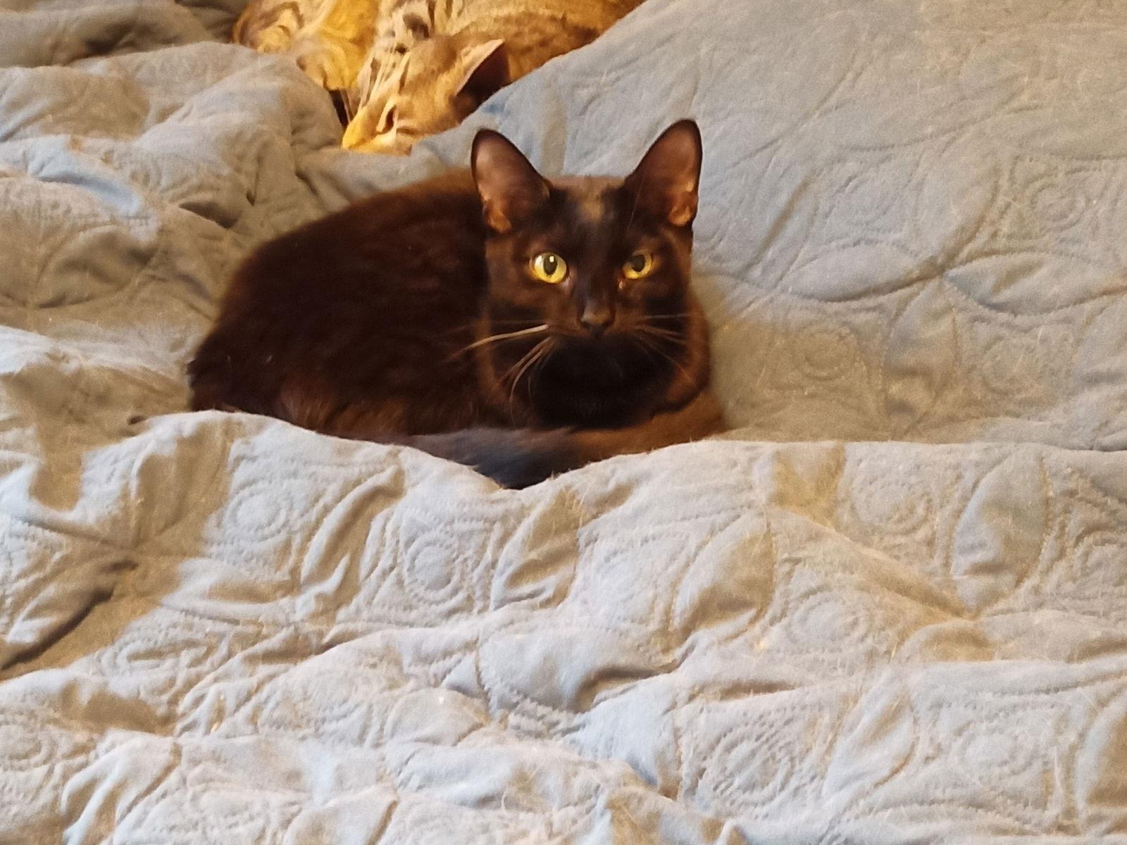 Chevrolet, Adoptable, Young Male Domestic Short Hair.