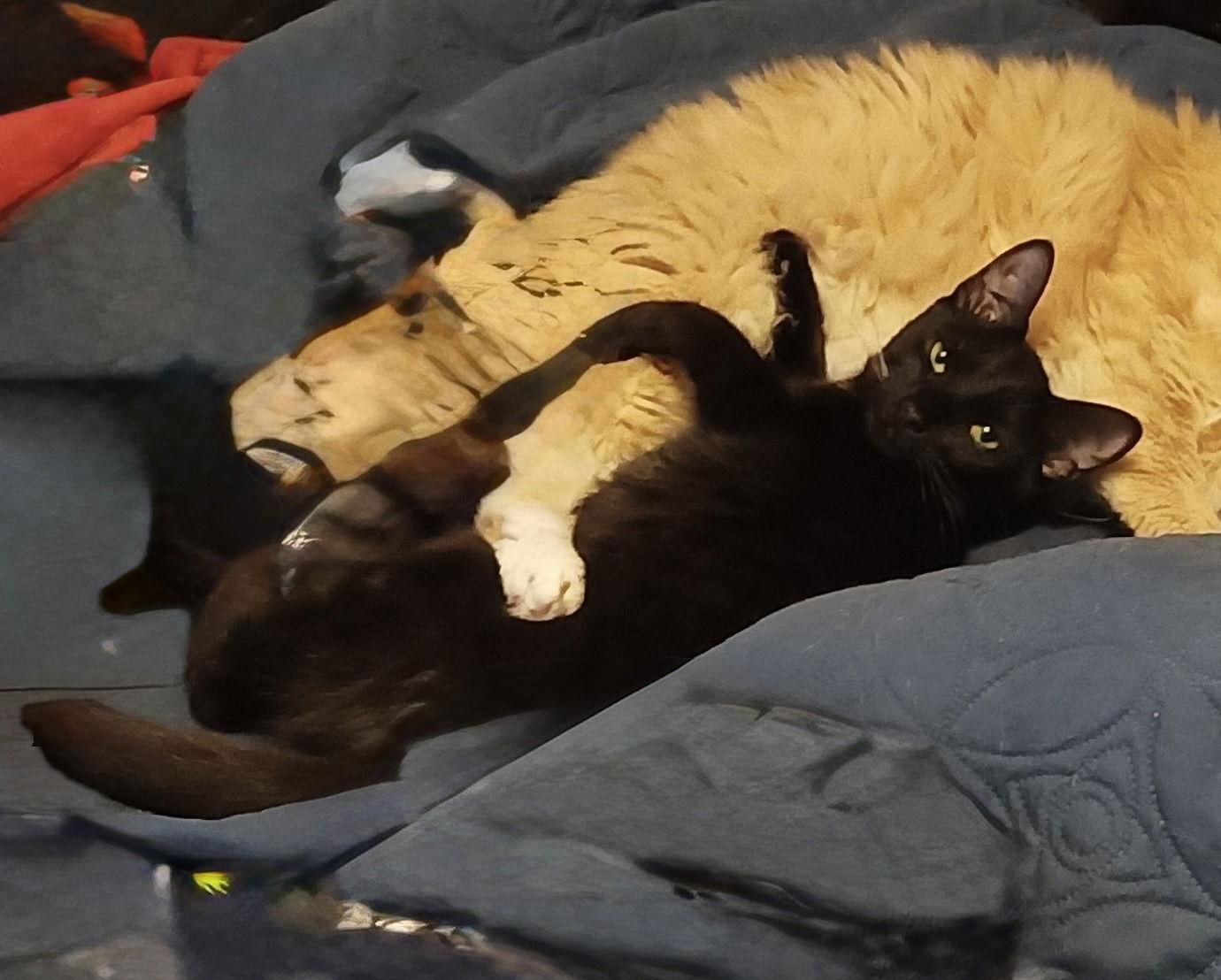 Chevrolet, a Adoptable Domestic Short Hair in Camden, SC image 2/2