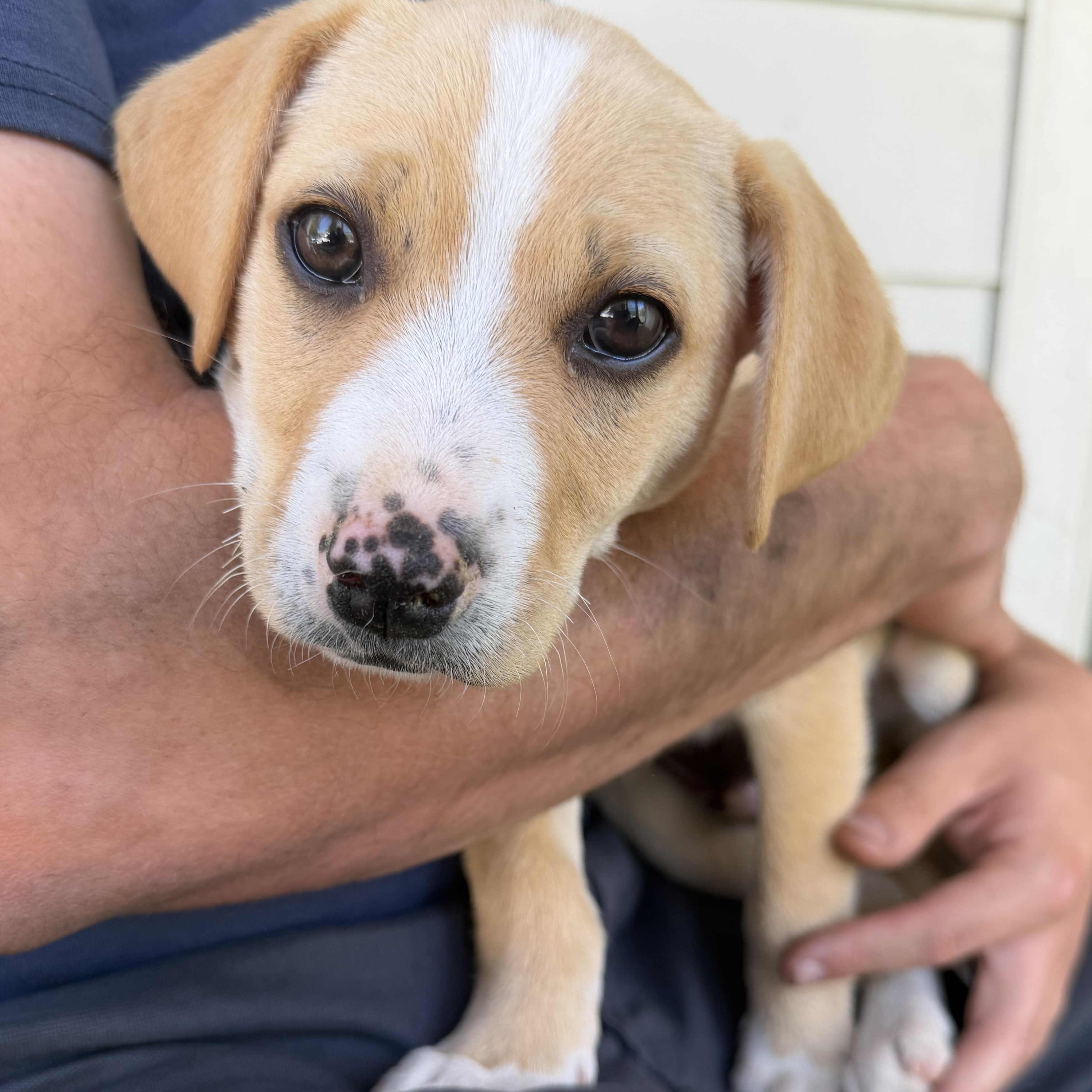 Enlarge Ferb, an adopted mixed breed in Richmond, VA image 4/5