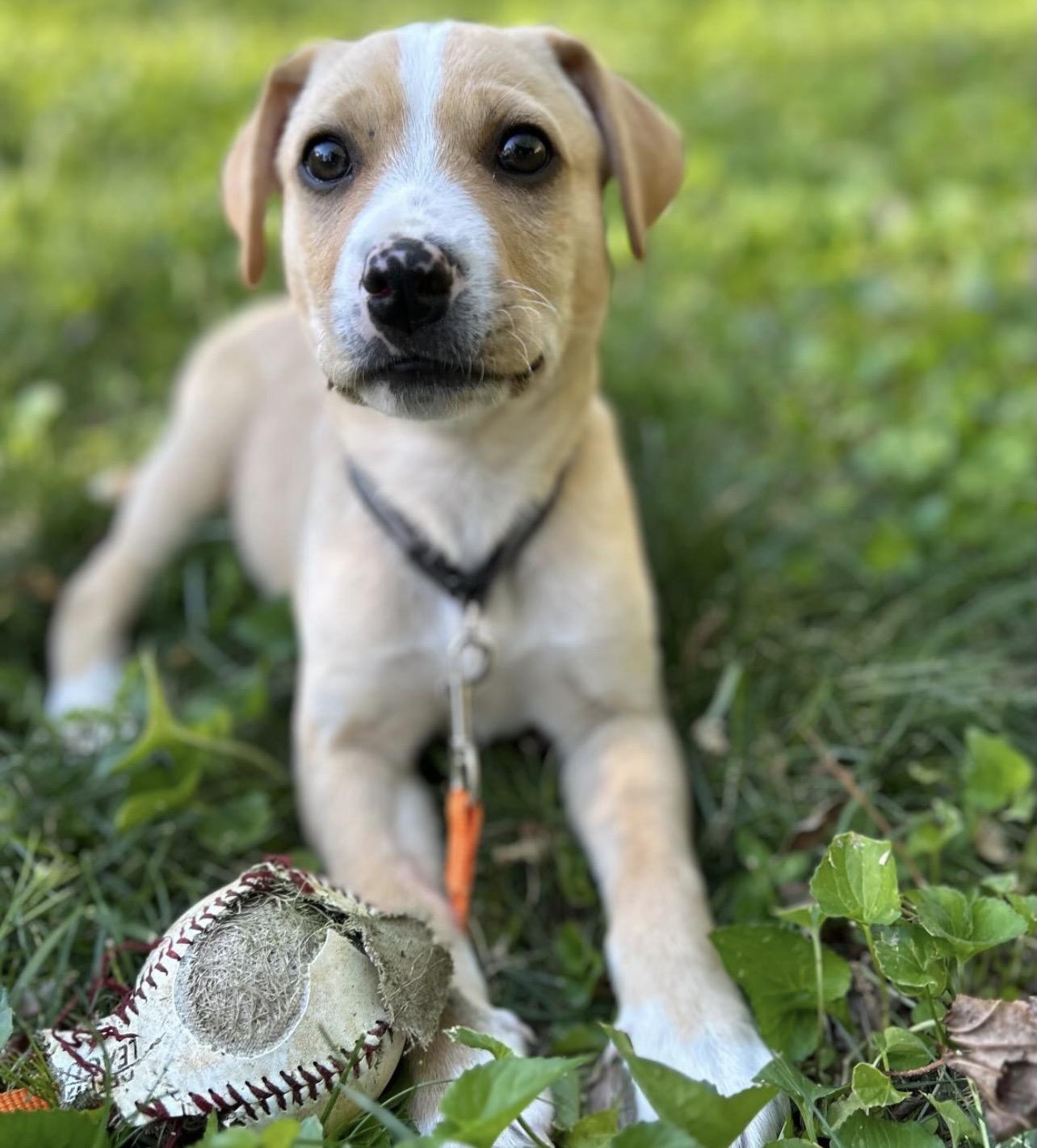 Ferb, adopted, Puppy Male Yellow Labrador Retriever & Pit Bull Terrier.