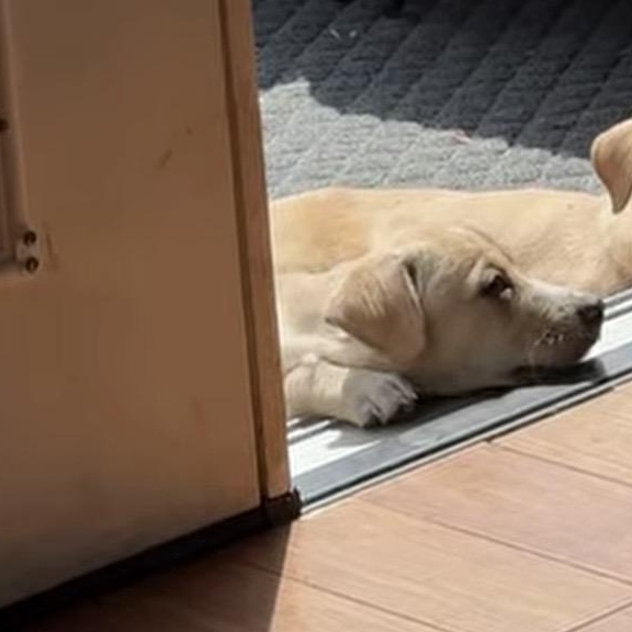 Enlarge Ferb, an adopted mixed breed in Richmond, VA image 5/5