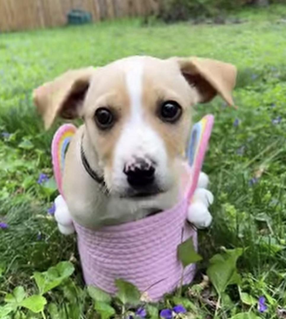 Enlarge Ferb, an adopted mixed breed in Richmond, VA image 2/5