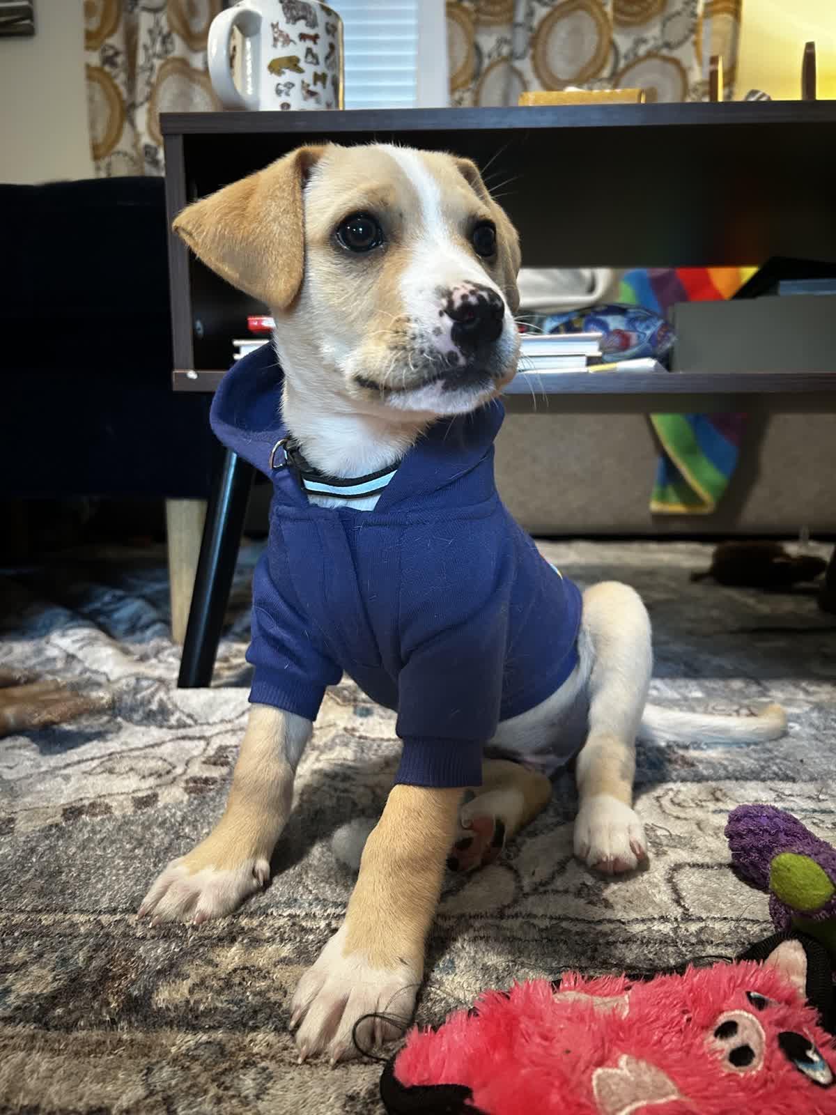 Enlarge Ferb, an adopted mixed breed in Richmond, VA image 3/5