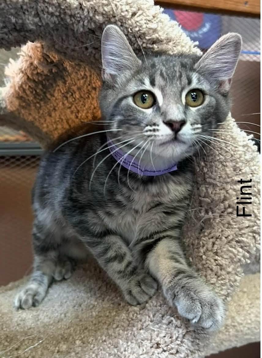 Flint, Adoptable, Kitten Male Domestic Short Hair.