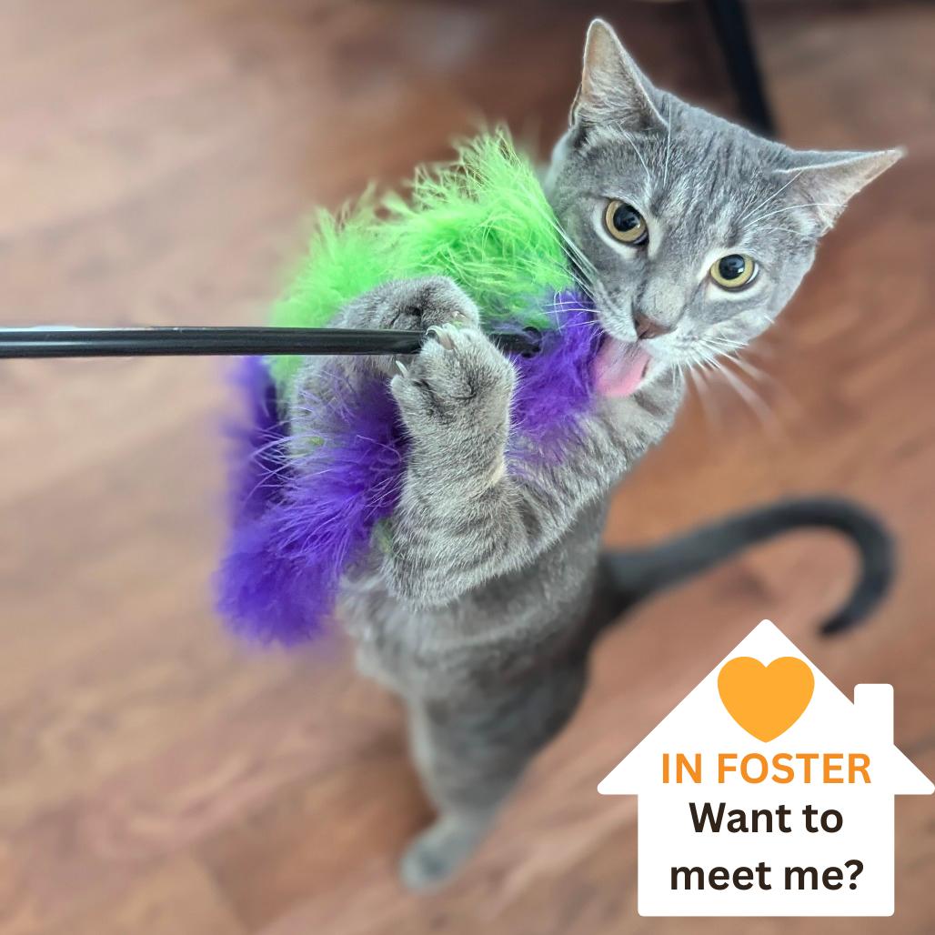 Enlarge Hacky Sack, a Adoptable Domestic Short Hair in Salt Lake City, UT image 1/6