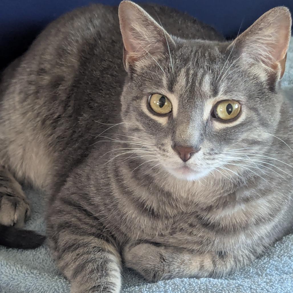 Enlarge Hacky Sack, a Adoptable Domestic Short Hair in Salt Lake City, UT image 2/6
