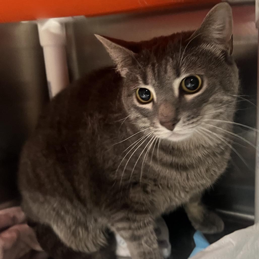 Enlarge Hacky Sack, a Adoptable Domestic Short Hair in Salt Lake City, UT image 4/6