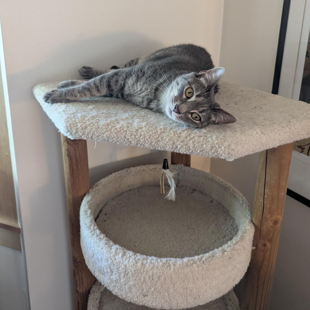 Enlarge Hacky Sack, a Adoptable Domestic Short Hair in Salt Lake City, UT image 5/6