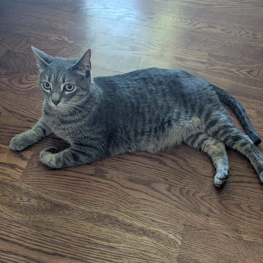 Enlarge Hacky Sack, a Adoptable Domestic Short Hair in Salt Lake City, UT image 6/6