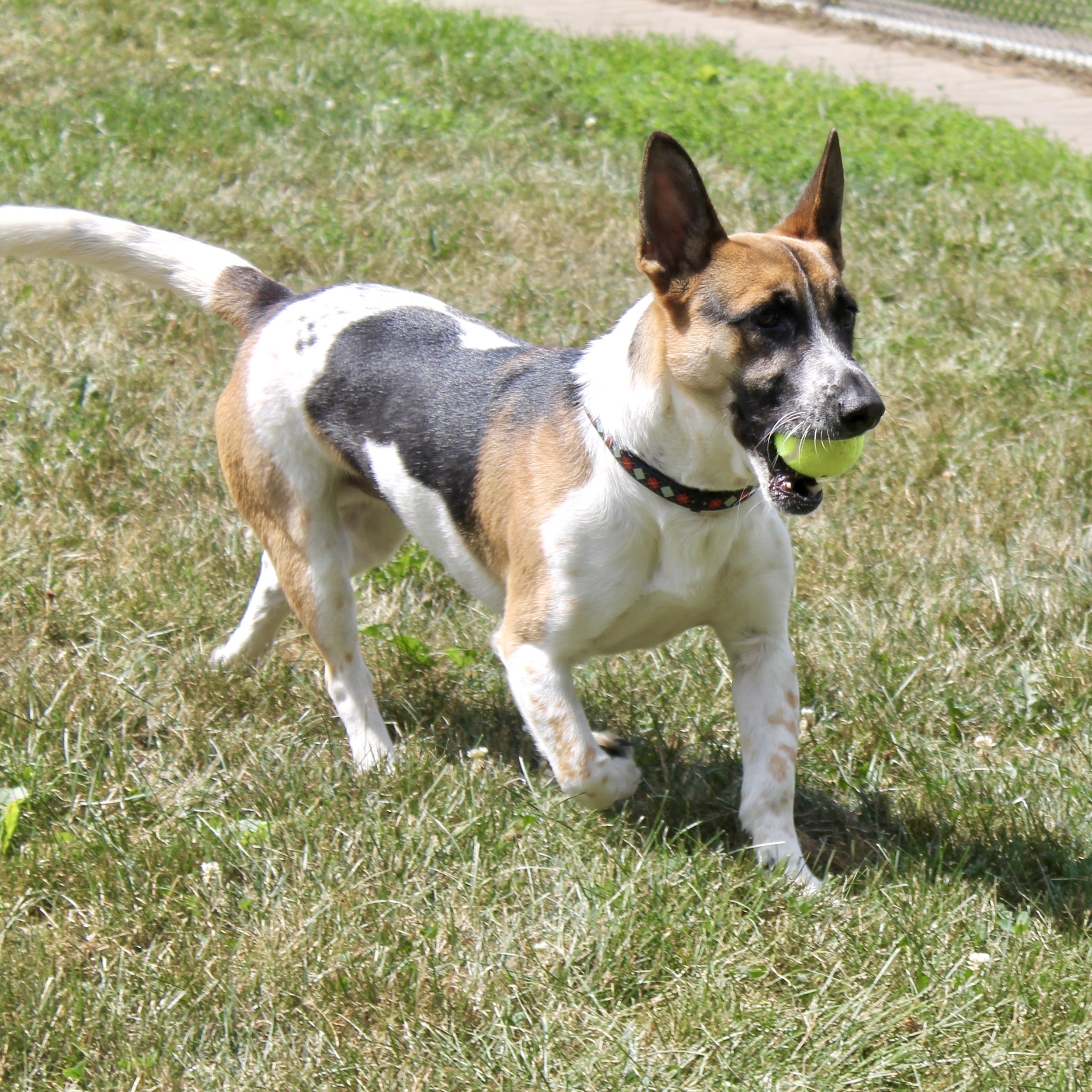Digby, an adoptable Chihuahua in Lake Odessa, MI, 48849 | Photo Image 1