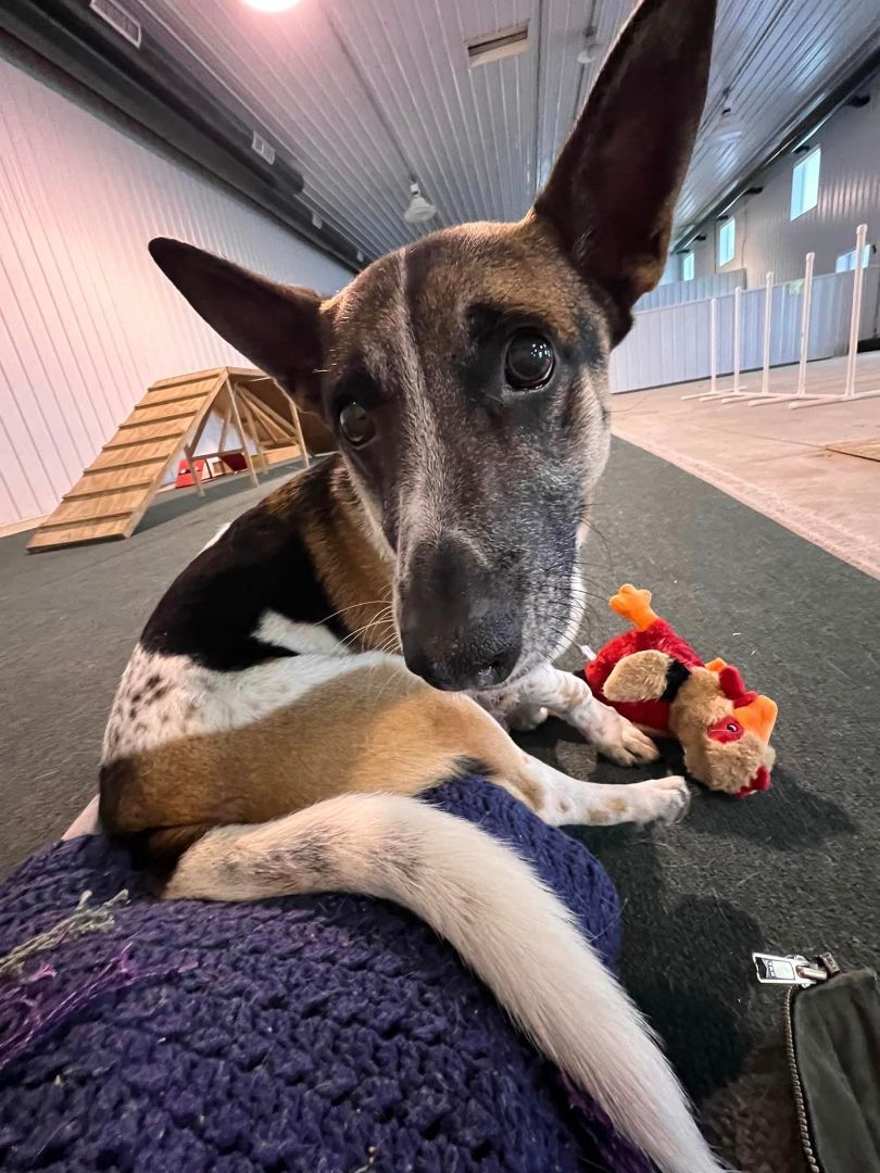 Enlarge Digby, a Adoptable mixed breed in Lake Odessa, MI image 2/14