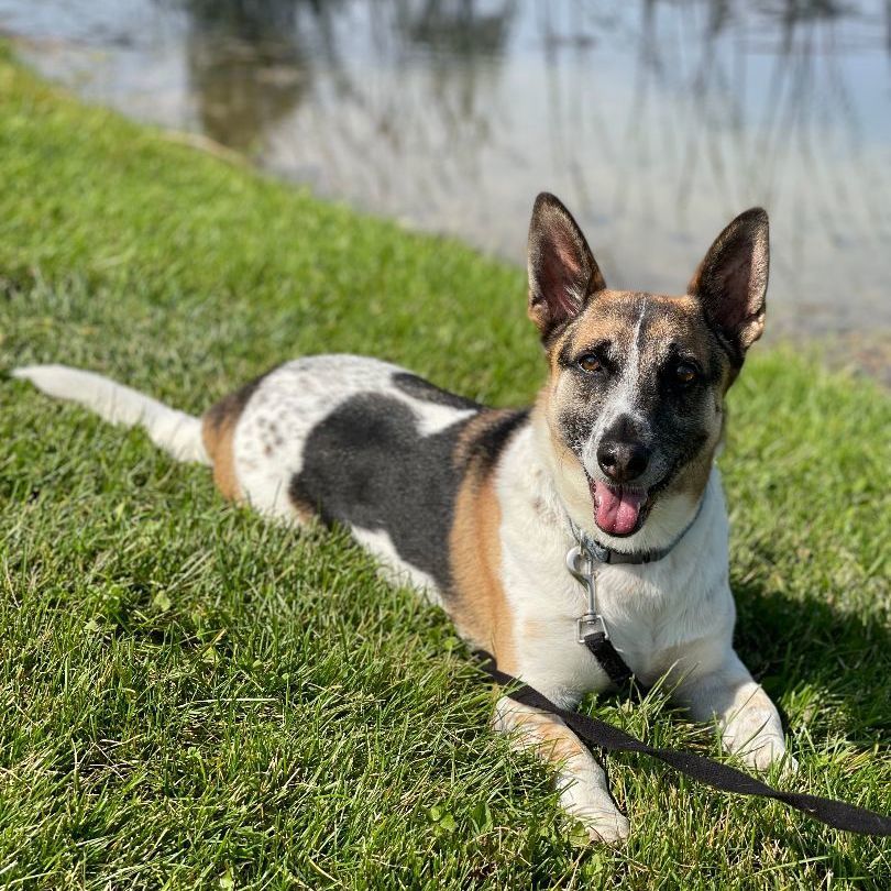 Digby, an adoptable Chihuahua in Lake Odessa, MI, 48849 | Photo Image 4