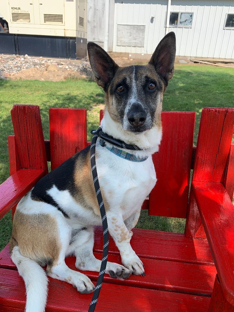 Enlarge Digby, a Adoptable mixed breed in Lake Odessa, MI image 4/14