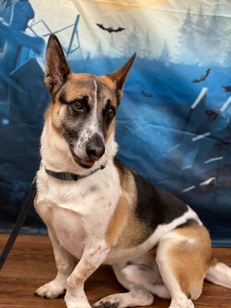 Enlarge Digby, a Adoptable mixed breed in Lake Odessa, MI image 5/14