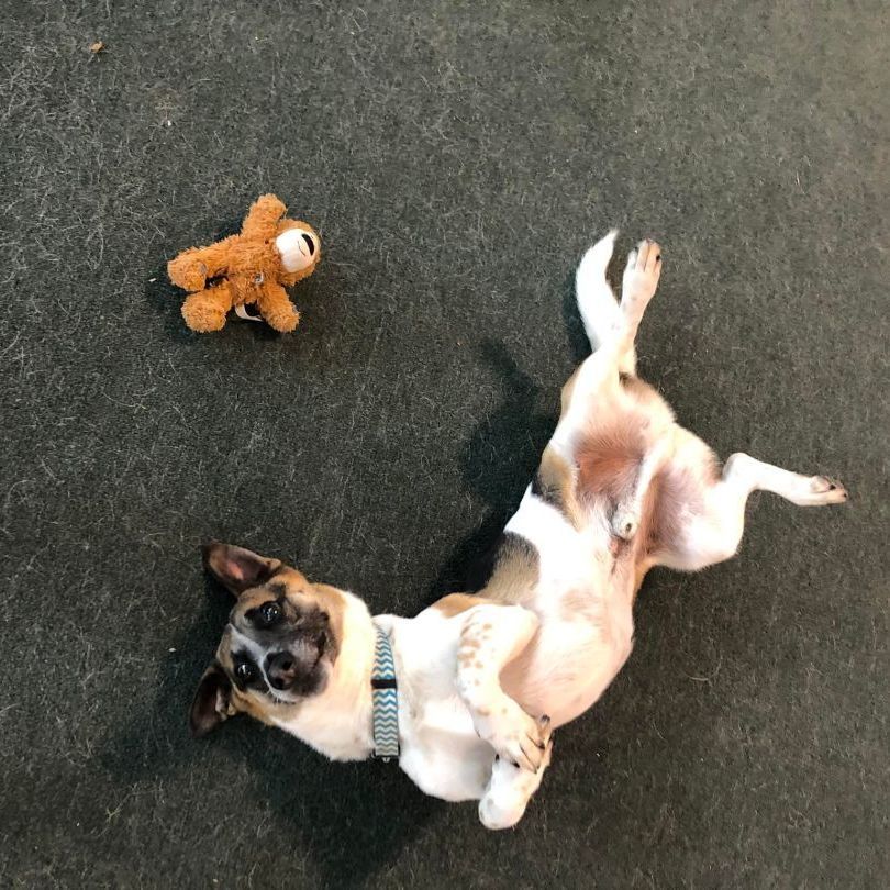 Enlarge Digby, a Adoptable mixed breed in Lake Odessa, MI image 6/14