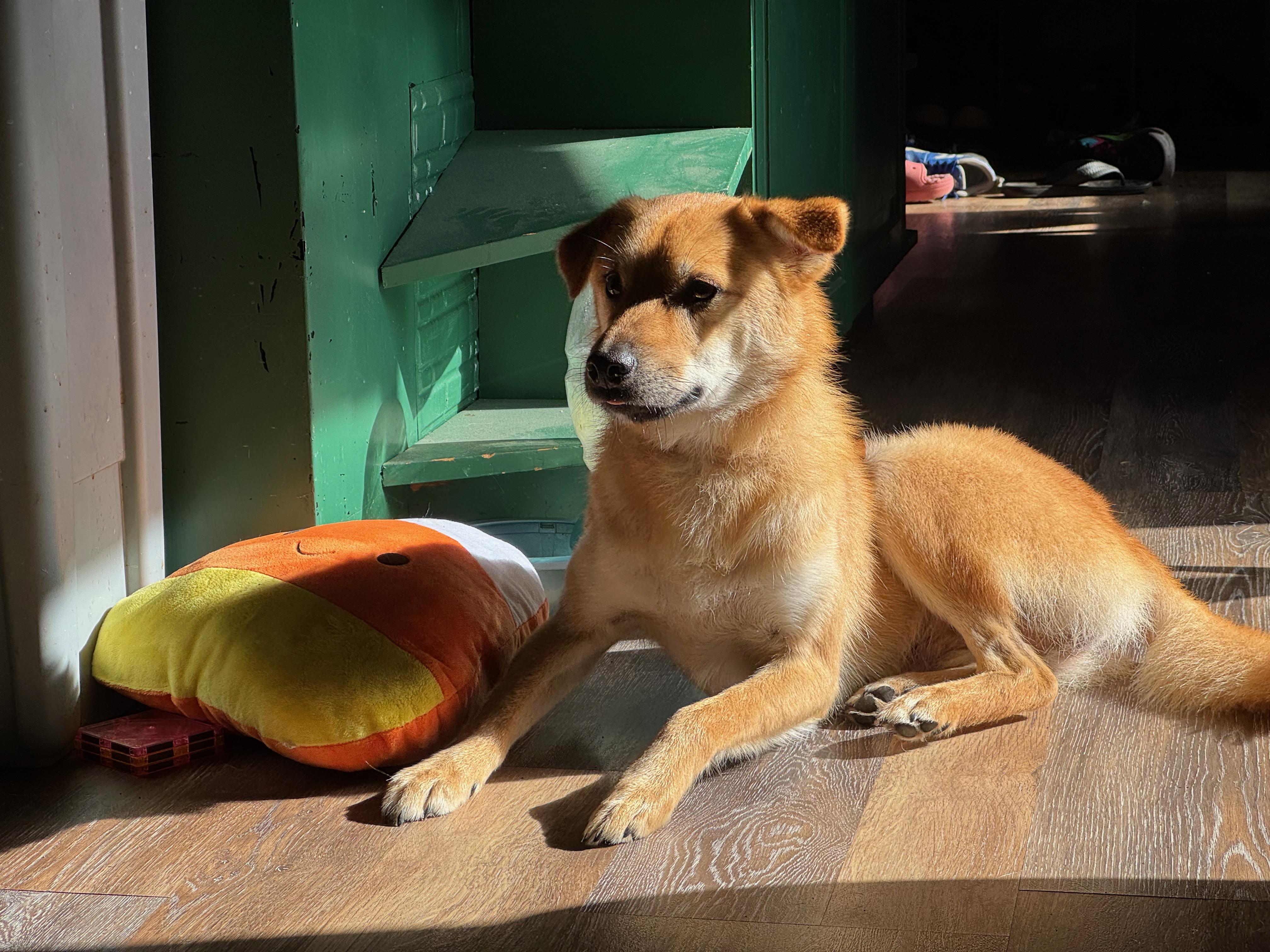 Enlarge Kimmie -Very sweet boy...29 Lbs., a ADOPTABLE mixed breed in Elma, WA image 3/4