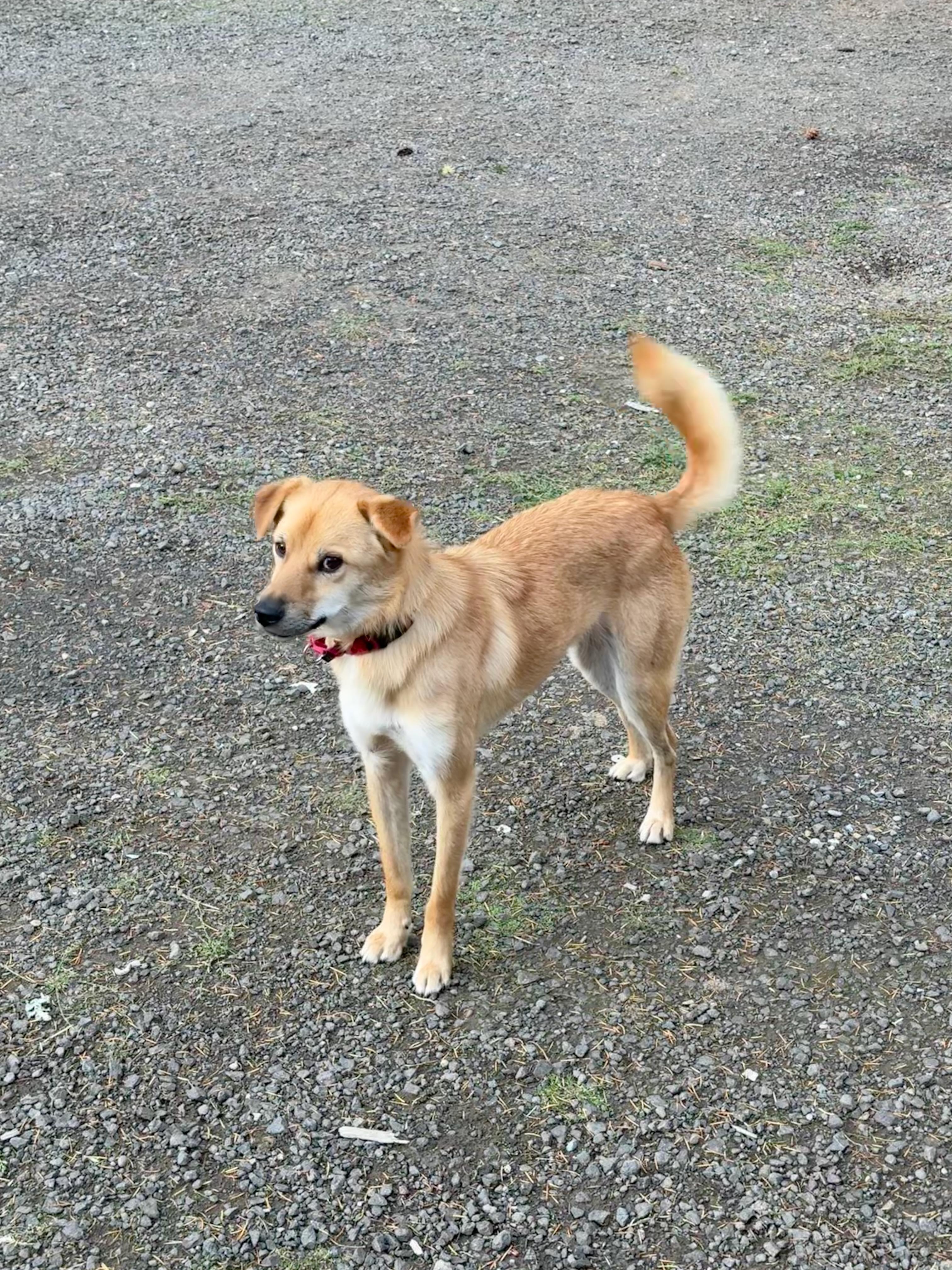 Enlarge Kimmie -Very sweet boy...29 Lbs., a ADOPTABLE mixed breed in Elma, WA image 4/4