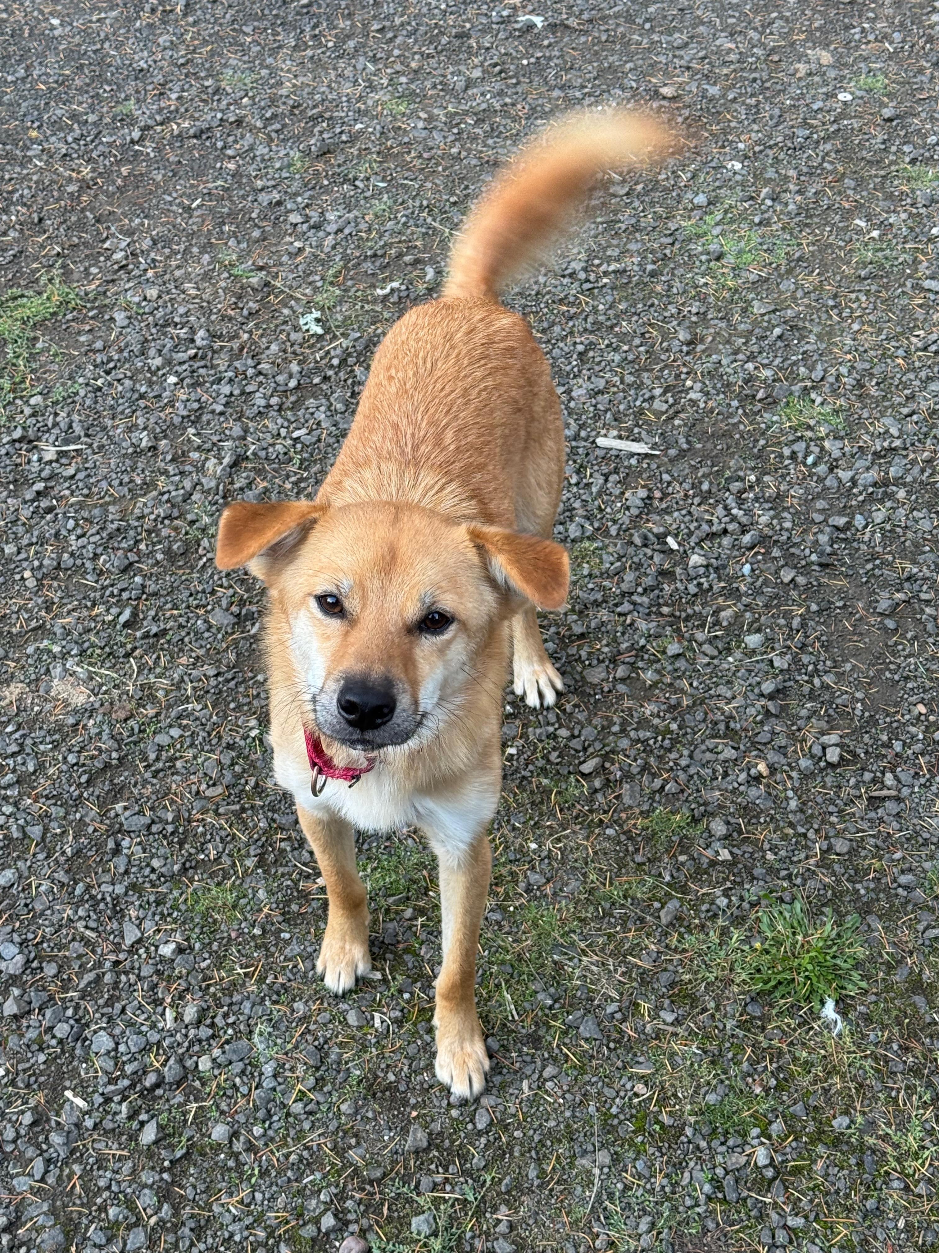 Enlarge Kimmie -Very sweet boy...29 Lbs., a ADOPTABLE mixed breed in Elma, WA image 2/4
