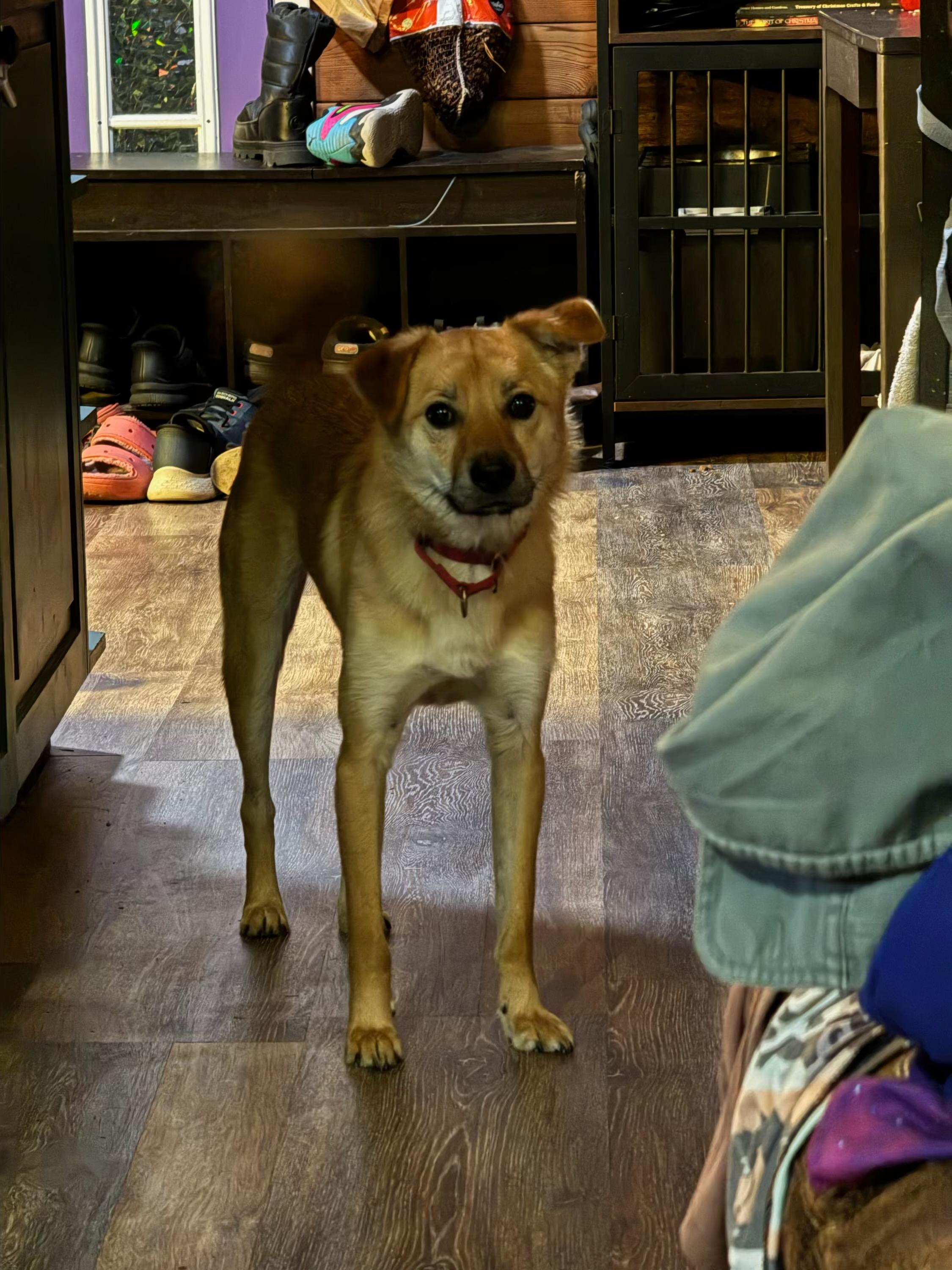 Enlarge Kimmie -Very sweet boy...29 Lbs., a ADOPTABLE mixed breed in Elma, WA image 1/4