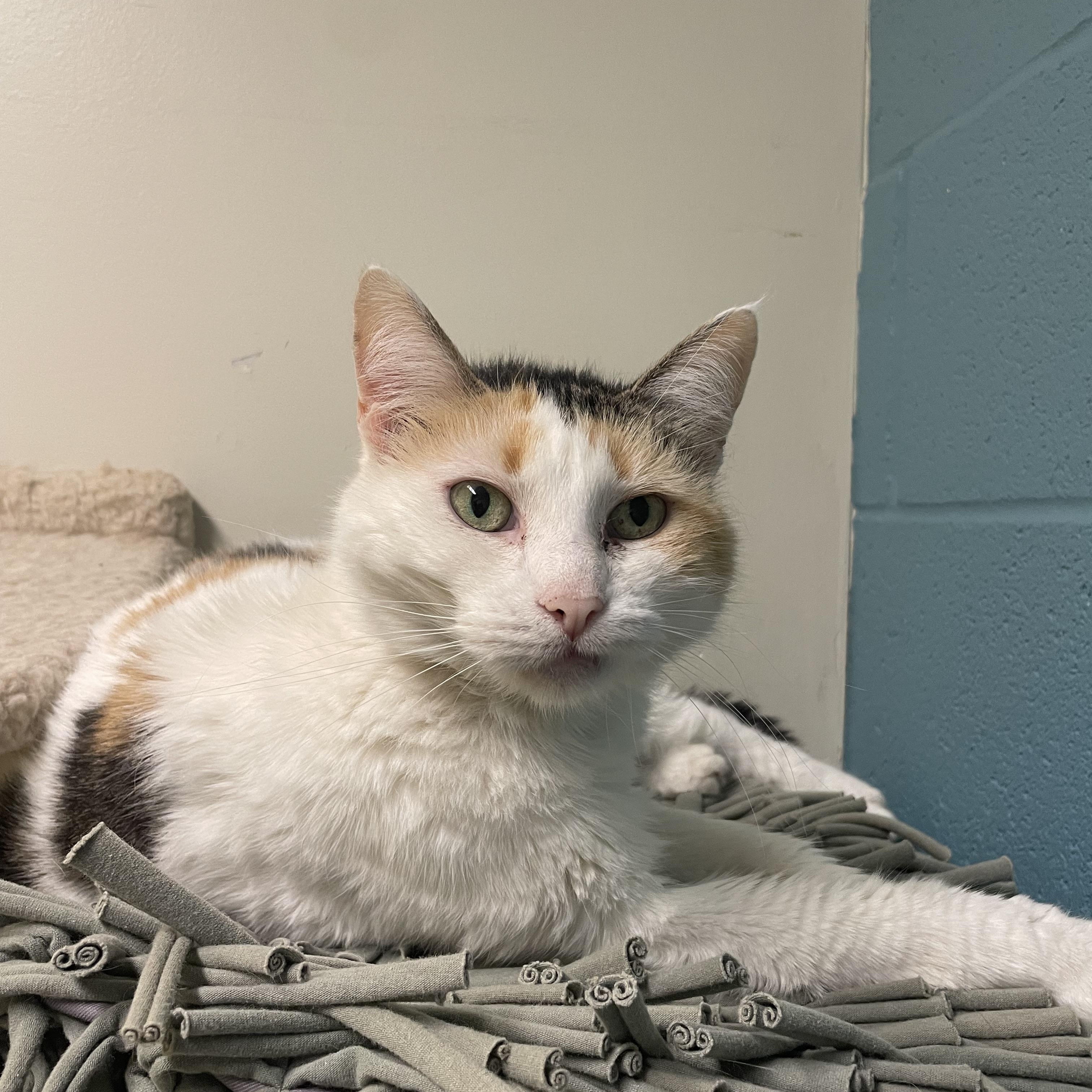 Smores, ADOPTABLE, Senior Female Calico.