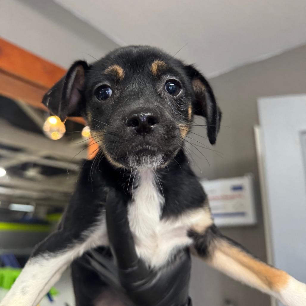 Enlarge Chuck, a Adoptable mixed breed in Tacoma, WA image 1/1