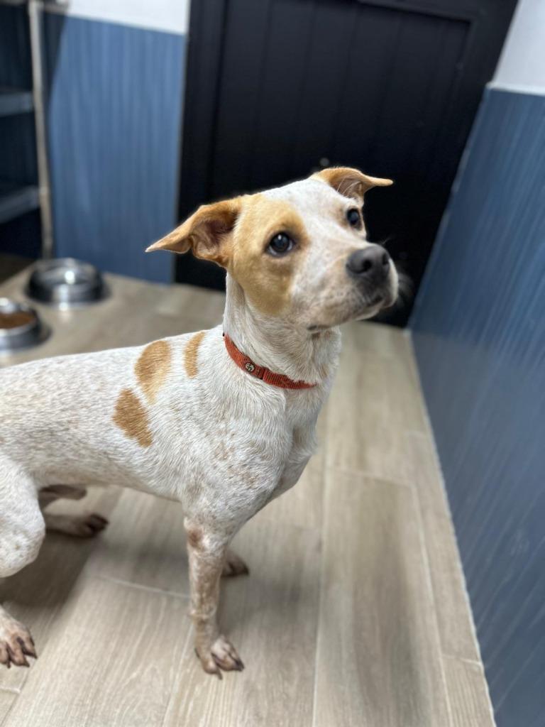 Enlarge Lucas, a Adopted Cattle Dog in Corral del Risco, NAY image 1/6