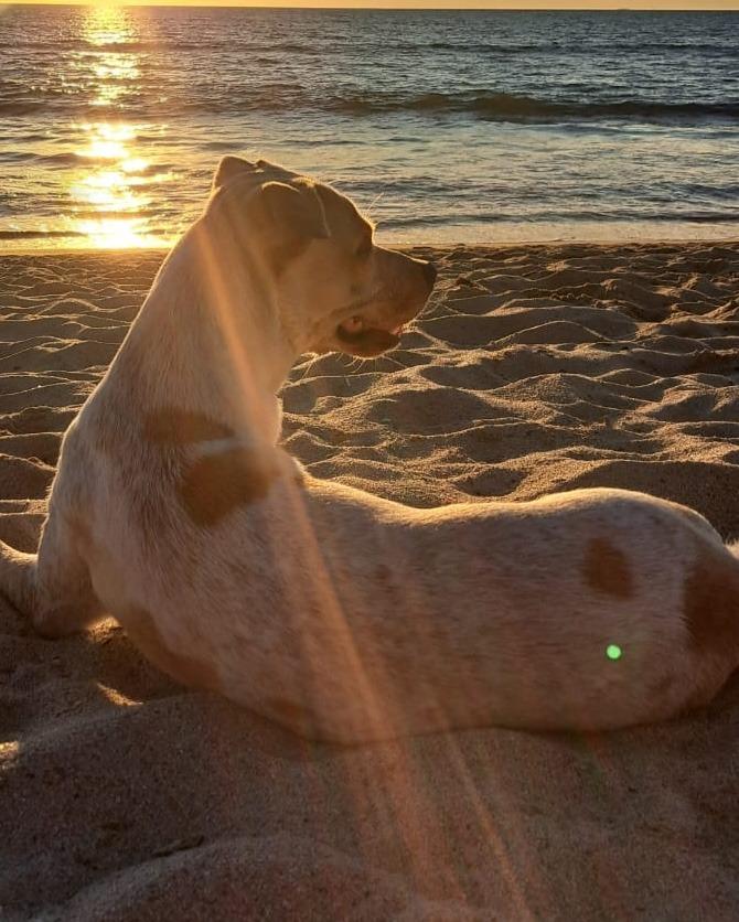 Enlarge Lucas, a Adopted Cattle Dog in Corral del Risco, NAY image 2/6