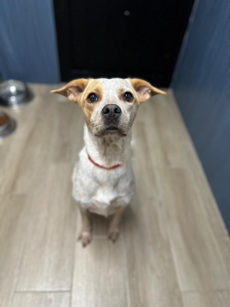 Enlarge Lucas, a Adopted Cattle Dog in Corral del Risco, NAY image 3/6