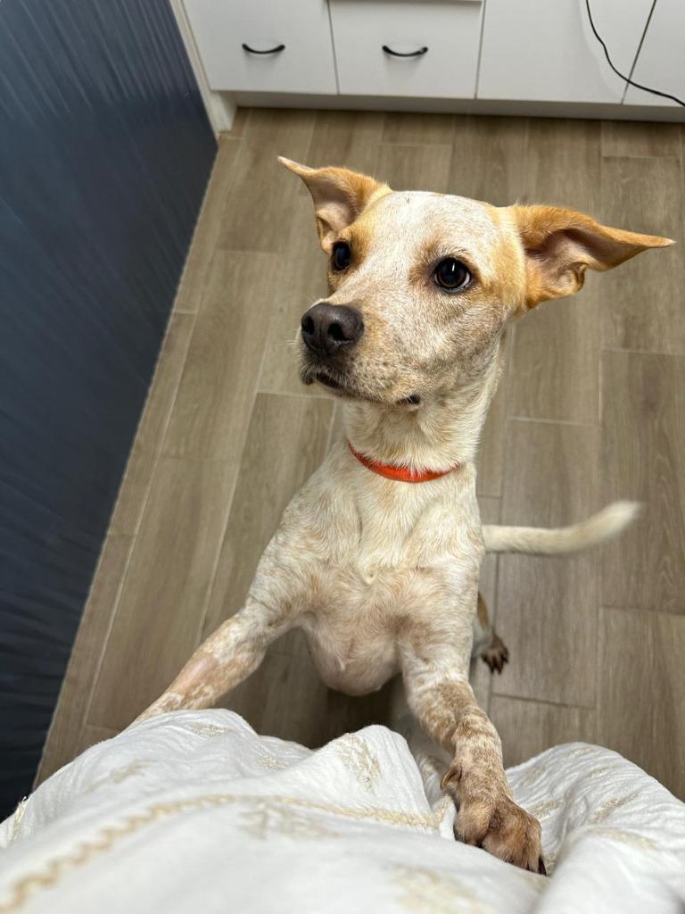 Enlarge Lucas, a Adopted Cattle Dog in Corral del Risco, NAY image 4/6