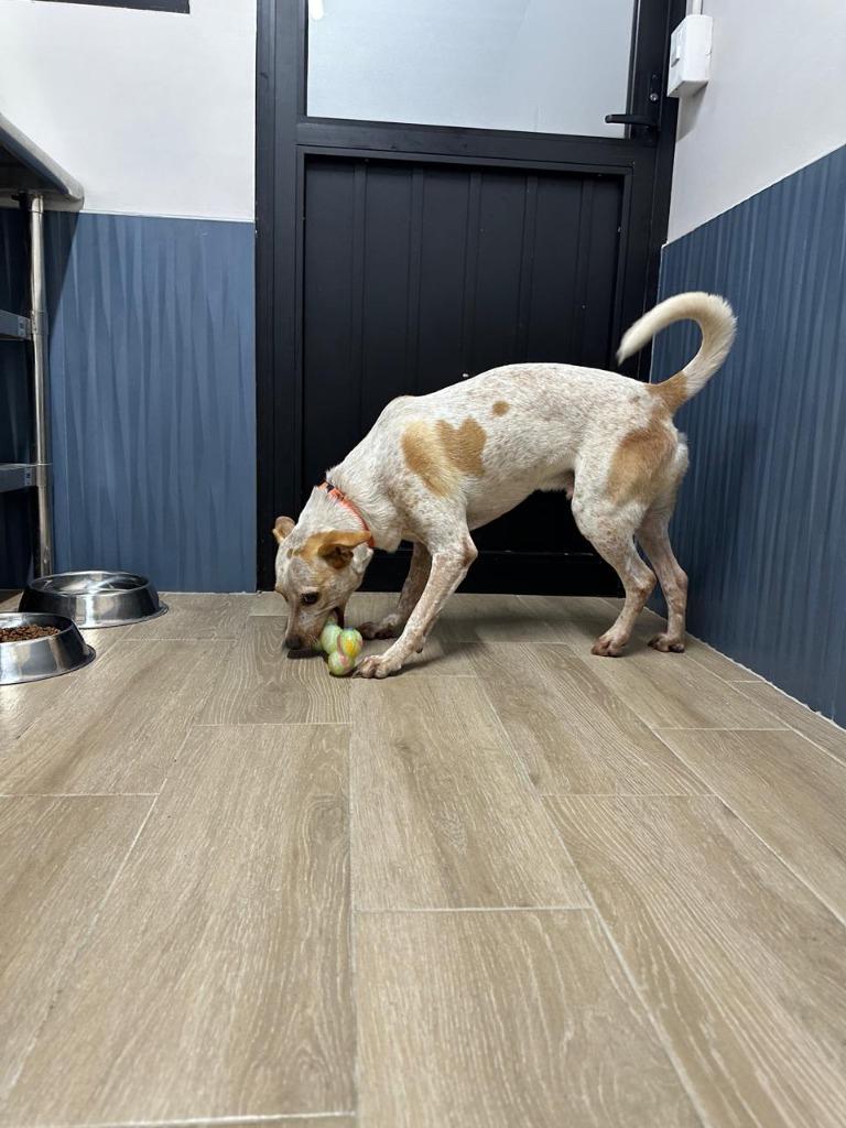 Enlarge Lucas, a Adopted Cattle Dog in Corral del Risco, NAY image 5/6