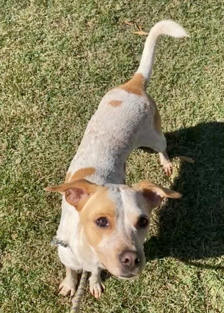 Enlarge Lucas, a Adopted Cattle Dog in Corral del Risco, NAY image 6/6