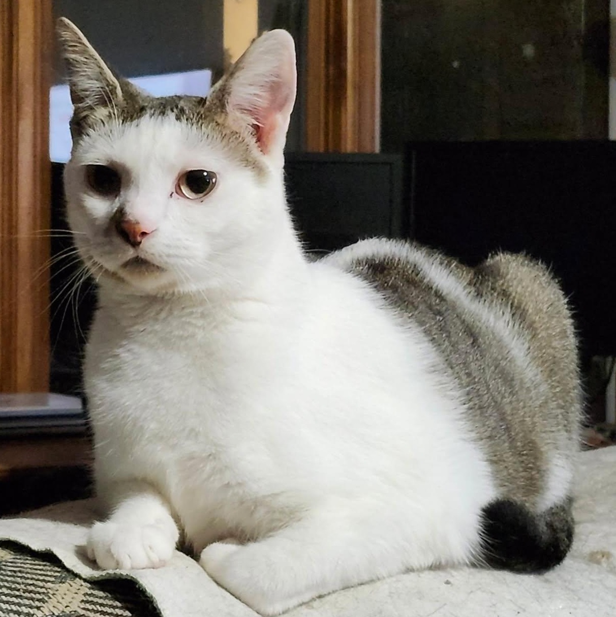 Ivy, an adoptable Domestic Short Hair in Spring Lake Park, MN image 1/6