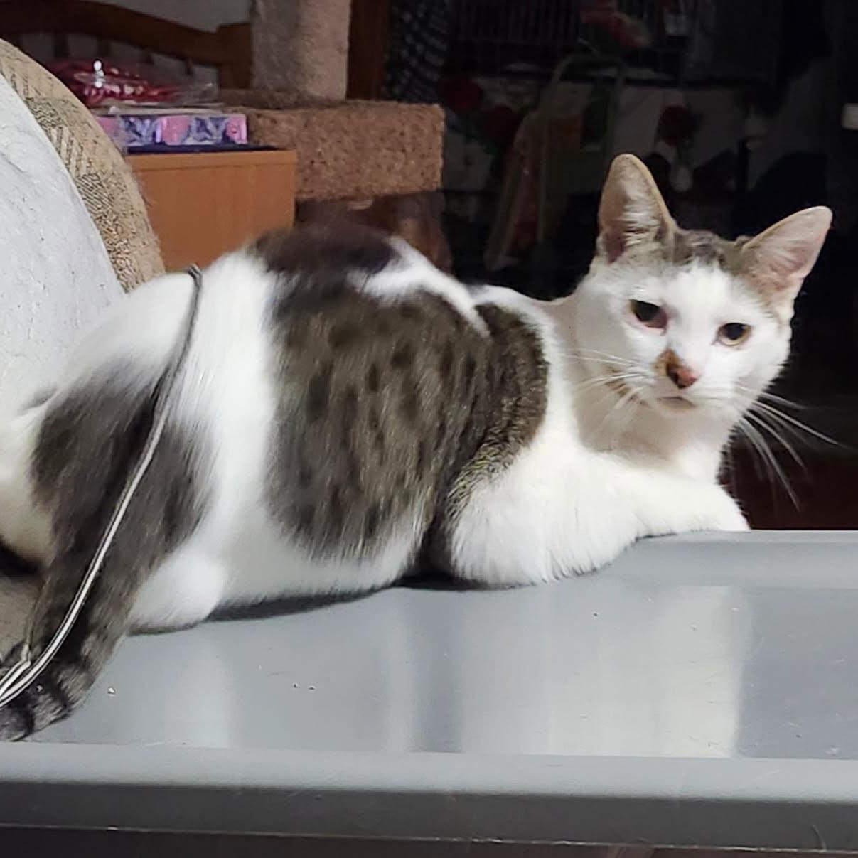 Ivy, adoptable, Young Female Domestic Short Hair.