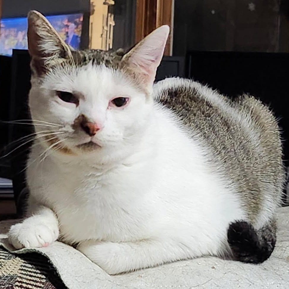 Ivy, an adoptable Domestic Short Hair in Spring Lake Park, MN image 2/6