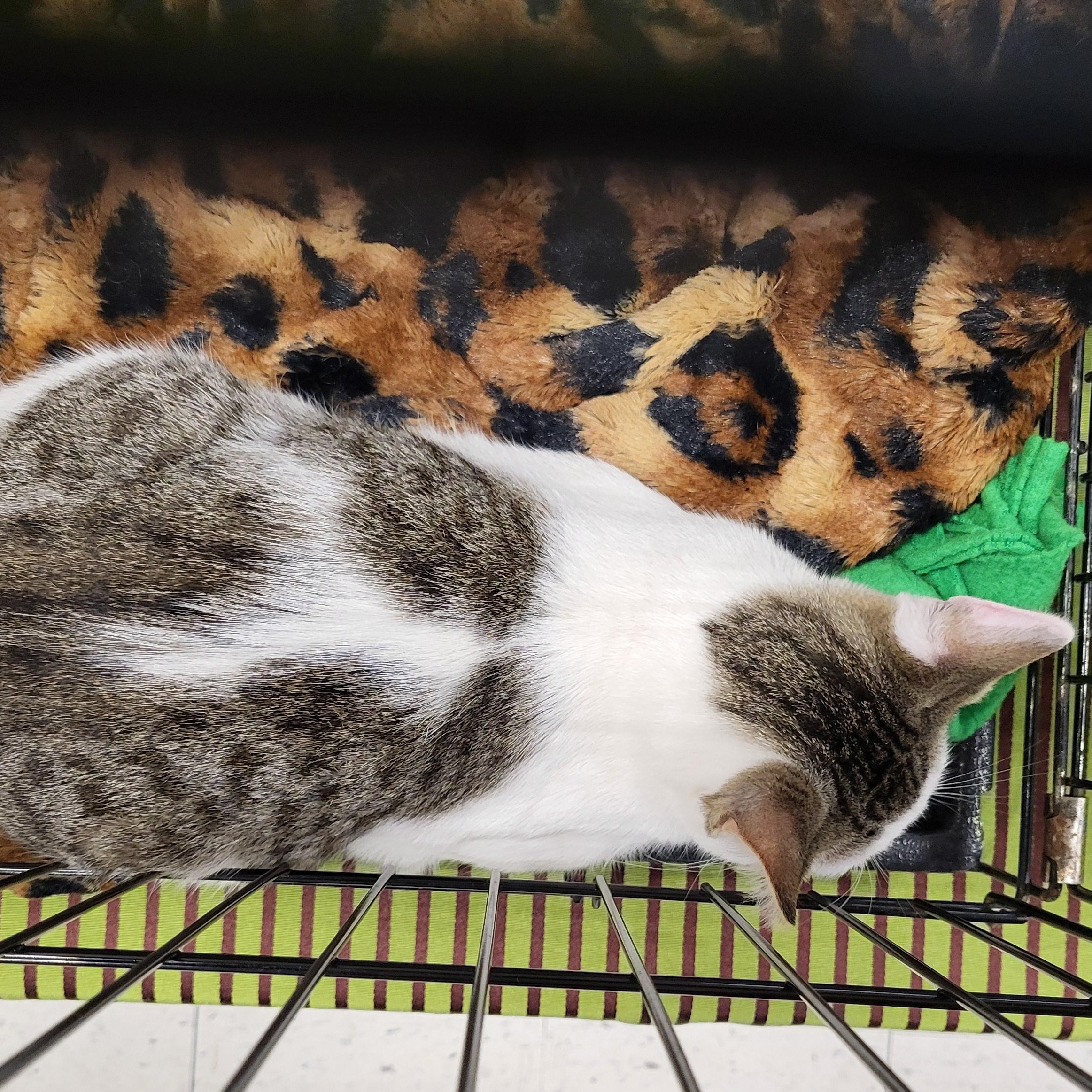 Ivy, an adoptable Domestic Short Hair in Spring Lake Park, MN image 4/6