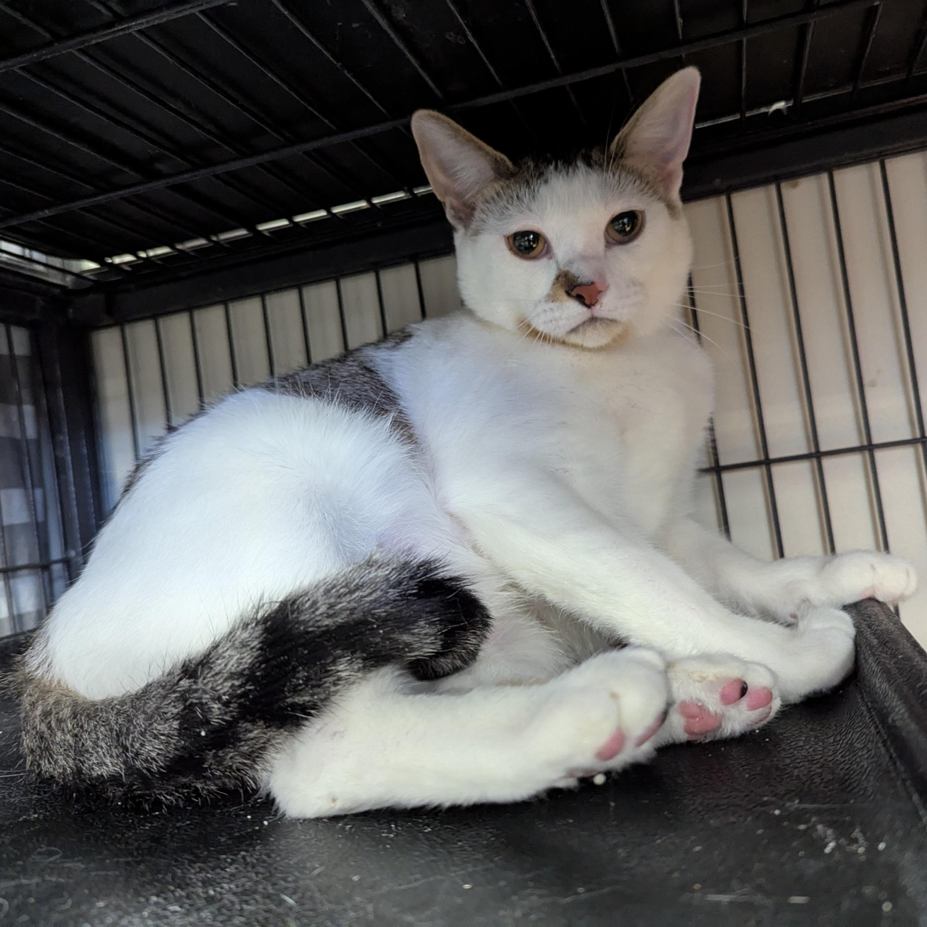 Ivy, an adoptable Domestic Short Hair in Spring Lake Park, MN image 6/6
