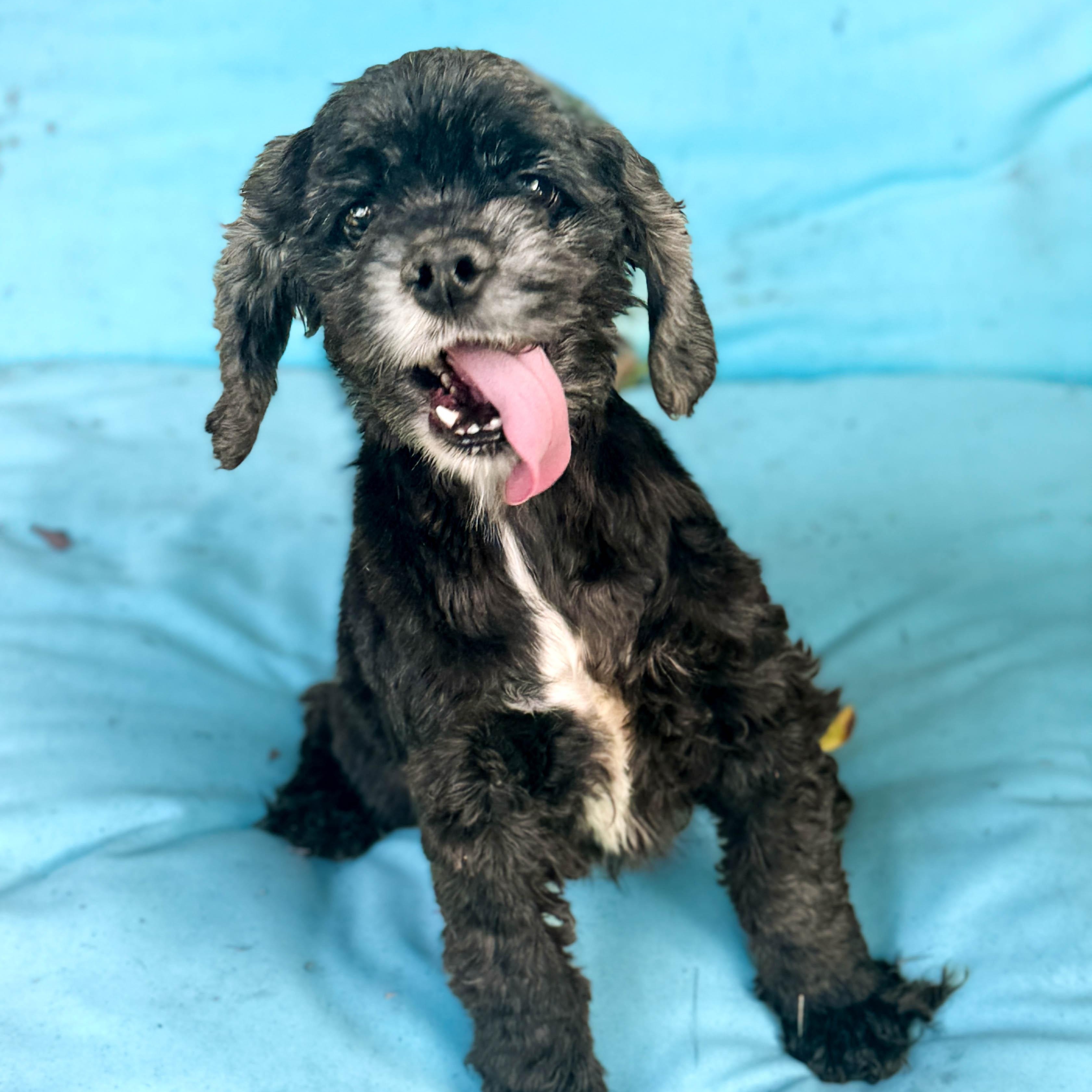 Enlarge Pineapple, a ADOPTABLE Cocker Spaniel in Torrance, CA image 4/5