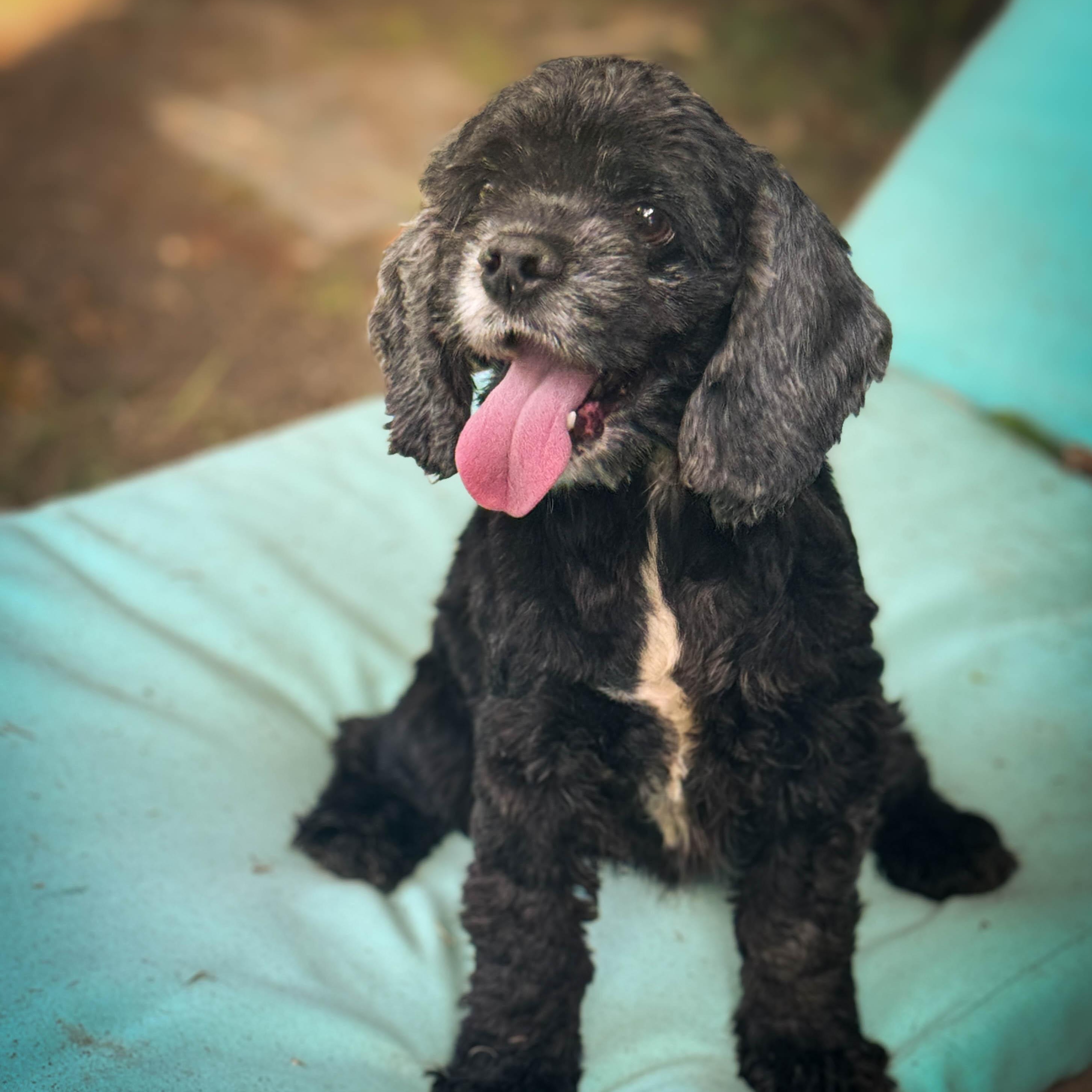 Enlarge Pineapple, a ADOPTABLE Cocker Spaniel in Torrance, CA image 5/5